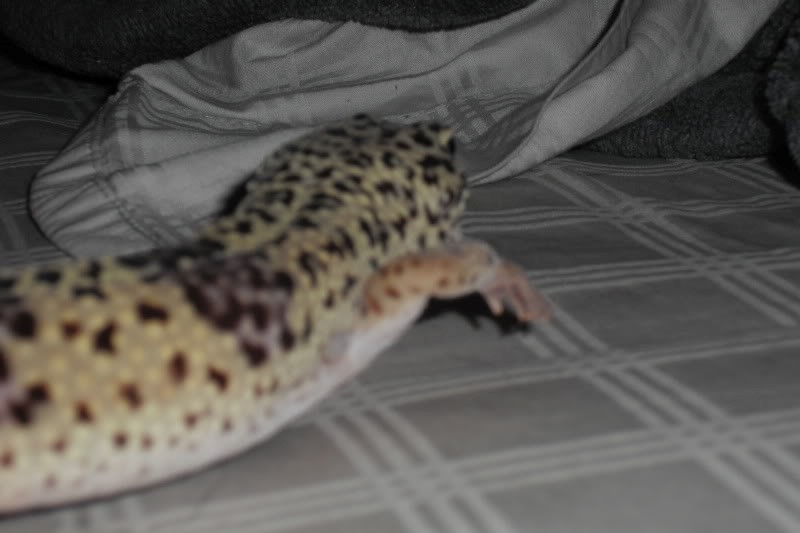 gecko1 (1)