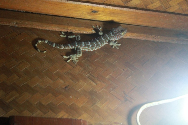 gecko1 (2)